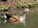 Orinoco Goose (WWT Slimbridge 04/07/19) ©Nigel Key