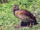 Spotted Whistling Duck (WWT Slimbridge 04/07/19) ©Nigel Key
