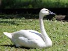 Whistling Swan (WWT Slimbridge 04/07/19) ©Nigel Key