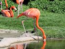 American Flamingo (WWT Slimbridge 25/03/19) ©Nigel Key