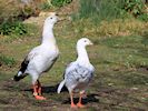 Andean Goose (WWT Slimbridge 25/03/19) ©Nigel Key