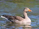 Greylag Goose (WWT Slimbridge 25/03/19) ©Nigel Key