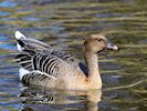 Pink-Footed Goose (WWT Slimbridge 25/03/19) ©Nigel Key