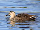 Spot-Billed Duck (WWT Slimbridge 25/03/19) ©Nigel Key