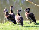Spotted Whistling Duck (WWT Slimbridge March 2019) - pic by Nigel Key