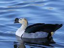 African Comb Duck (WWT Slimbridge 29/11/19) ©Nigel Key