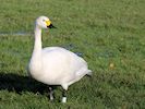 Bewick's Swan (WWT Slimbridge 29/11/19) ©Nigel Key
