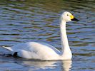 Bewick's Swan (WWT Slimbridge 29/11/19) ©Nigel Key