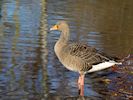 Greylag Goose (WWT Slimbridge 29/11/19) ©Nigel Key