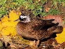 Laysan Duck (WWT Slimbridge 29/11/19) ©Nigel Key