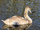 Mute Swan (WWT Slimbridge 29/11/19) ©Nigel Key