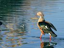 Orinoco Goose (WWT Slimbridge 29/11/19) ©Nigel Key