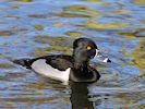Ring-Necked Duck (WWT Slimbridge 29/11/19) ©Nigel Key