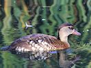 Spotted Whistling Duck (WWT Slimbridge 29/11/19) ©Nigel Key