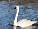 Whistling Swan (WWT Slimbridge 29/11/19) ©Nigel Key