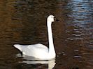 Whistling Swan (WWT Slimbridge 29/11/19) ©Nigel Key