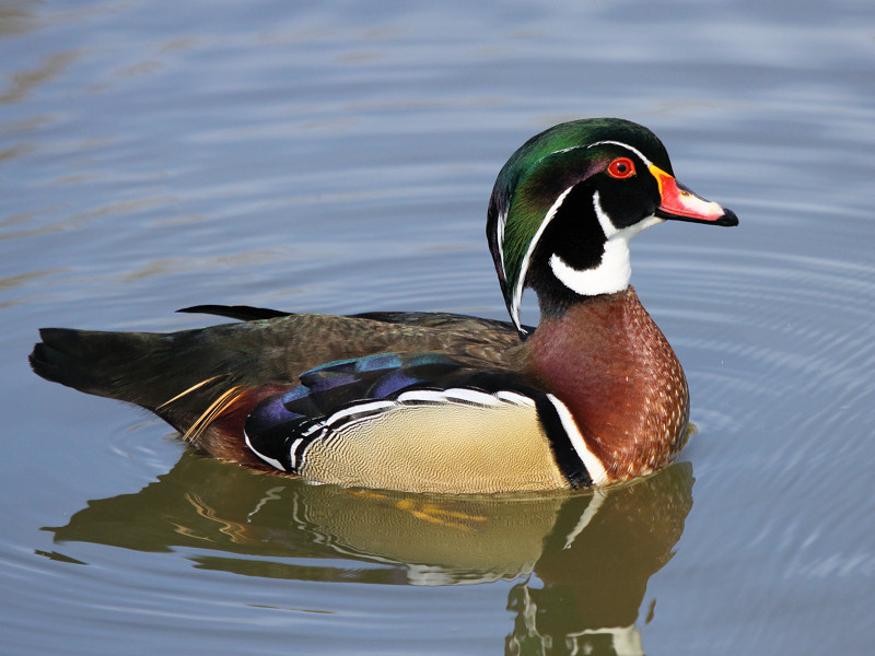 American Wood Duck