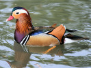 Mandarin Duck (WWT Slimbridge March 2009) - pic by Nigel Key