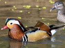 Mandarin Duck (WWT Slimbridge April 2011) - pic by Nigel Key