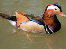 Mandarin Duck (WWT Slimbridge June 2009) - pic by Nigel Key