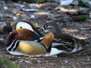 Mandarin Duck (WWT Slimbridge March 2011) - pic by Nigel Key